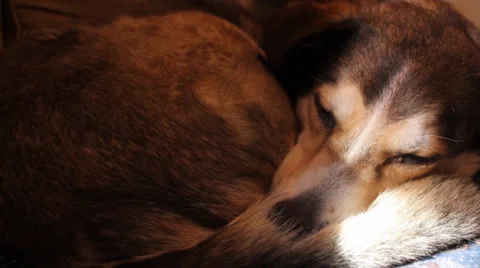 Dog Sleeping Stock Footage 33867578