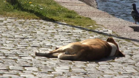 Dog sleeping 스톡 동영상 37430787