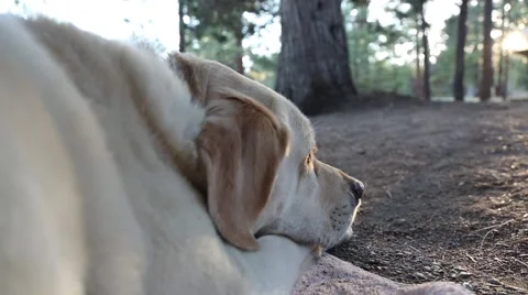 Dog Sleeping Video stock 49962974