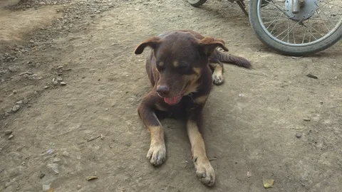 Dog is sleeping Stock Footage 102834672
