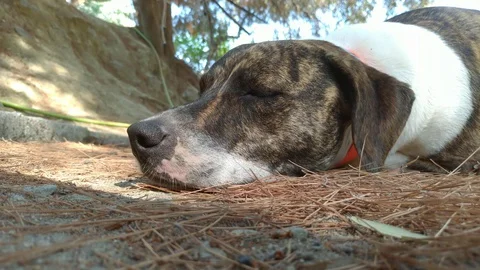 Dog Sleeping Stock Footage 117132120