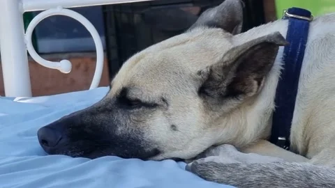 A Dog Sleeping Stock Footage 168927002