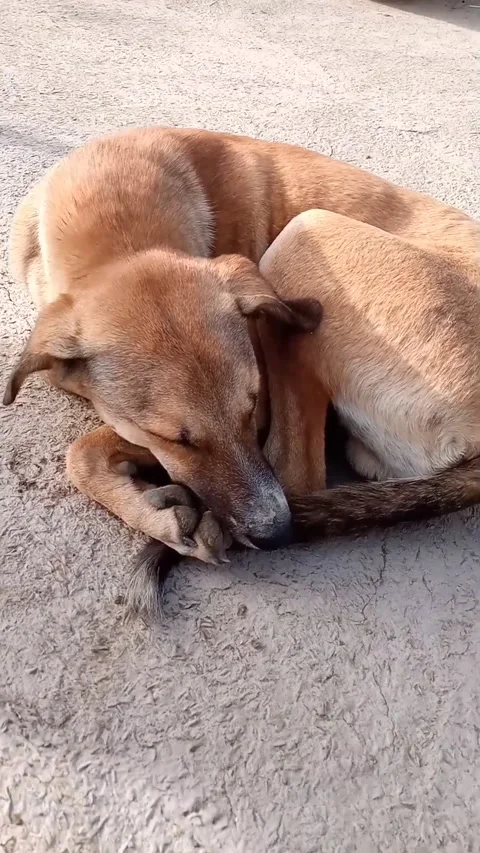 Dog Sleeping Footage Stock Footage 169722127
