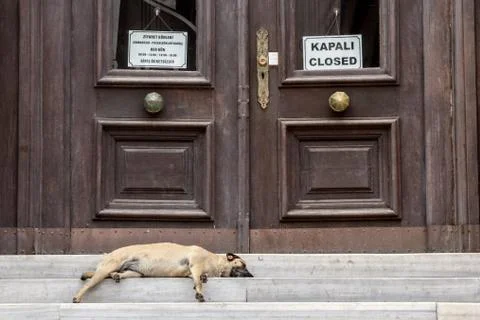 Dog sleeping in front of a closed administration in Istanbul, Turkey. Stock Photos