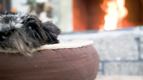 Dog Sleeping In Front of Fire Stock Photos