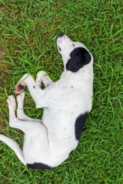 Dog Sleeping on Grass Stock Photos
