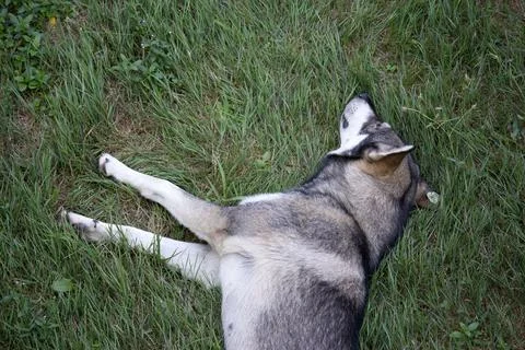 Dog sleeping on grass Stock Photos