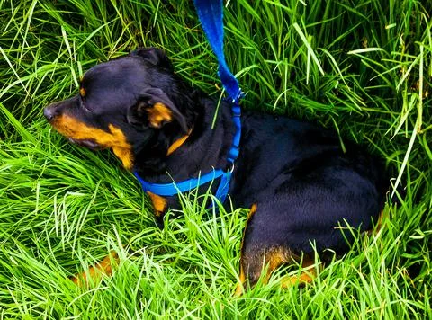 Dog sleeping on the grass Stock Photos