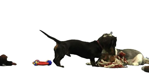 Dog sleeping on greenscreen Stock Footage 49861738