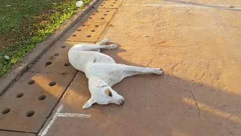 Dog Sleeping in Ground During Day Stock Footage 109409988