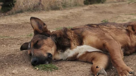 A dog sleeping on ground 库存影片 167493811