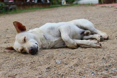 A Dog Sleeping On The Ground Stock Photos