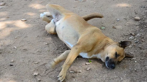 Dog sleeping. HD Stock Footage 43378323