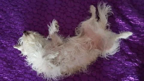Dog sleeping on his back Stock Photos