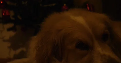 Dog is sleeping infront of christmas tree Stock Footage 145691841