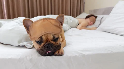 Dog with sleeping mask pushed up lying on bed, waiting woman wake up Stock Footage 313330360