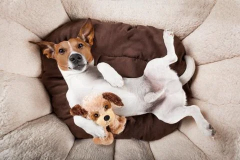 Dog sleeping or resting Stock-Fotos