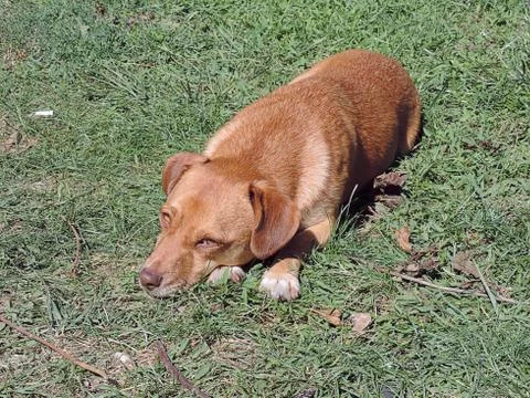 Dog sleeping outside on a grass Stock Photos