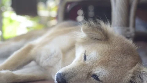 The dog sleeping with panning. Stock Footage 82236685