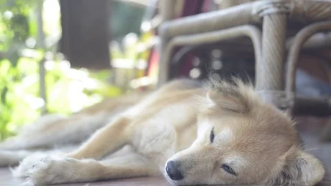 The dog sleeping with panning. 스톡 동영상 82236703