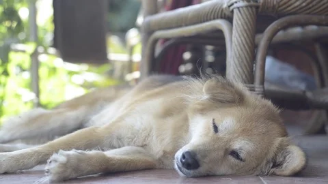 The dog sleeping with panning. Stock Footage 82236742
