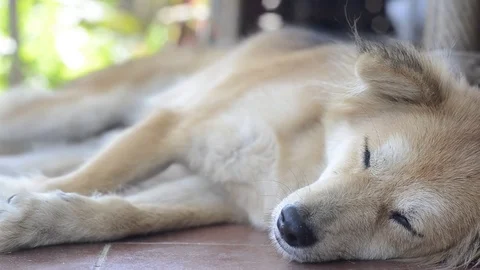 The dog sleeping with panning. Stock-Footage 82236816