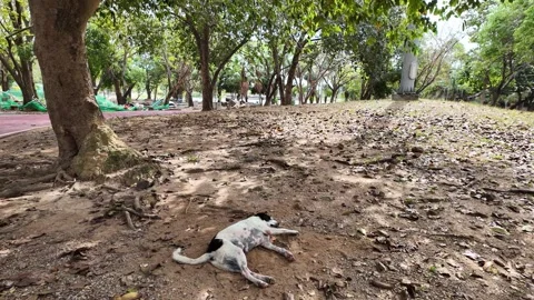 Dog sleeping in the park Stock Footage 305985693