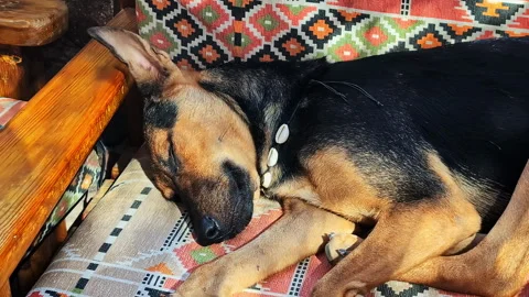 Dog sleeping on patterned cushion Video stock 310301218