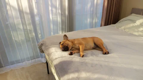 Dog sleeping peacefully on big bed lying on side, but suddenly wake up Stock Footage 313332273