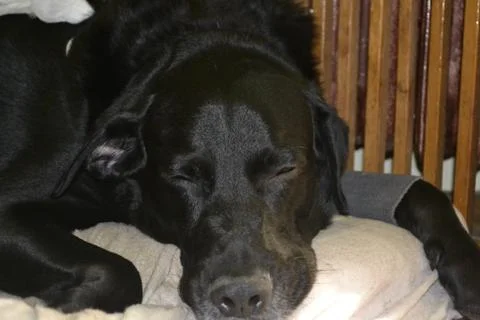 Dog Sleeping Peacefully Stock Photos