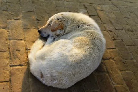 Dog sleeping 写真素材