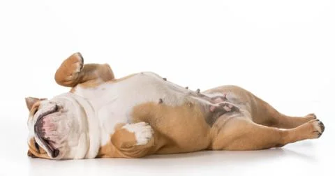 Dog sleeping Stock Photos