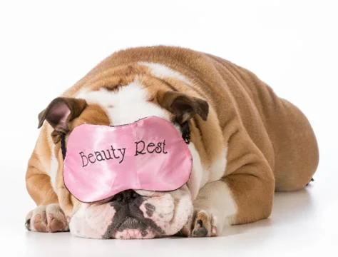 Dog sleeping Stock Photos