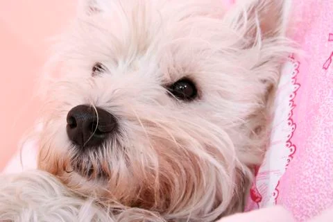 Dog sleeping. Stock Photos