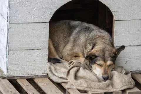 Dog sleeping Stock Photos
