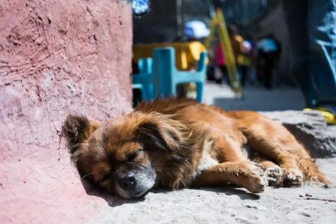 Dog sleeping Stock Photos