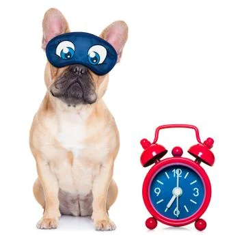 Dog sleeping Stock Photos