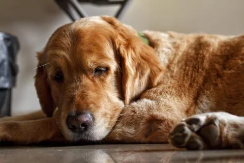 Dog Sleeping Stock-Fotos