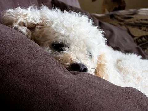 Dog sleeping Stock Photos