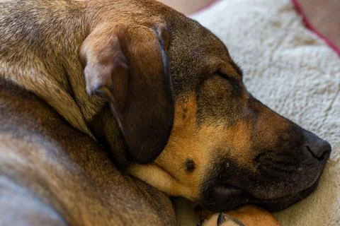 Dog Sleeping Stock Photos