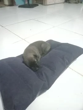 Dog is sleeping 스톡 사진