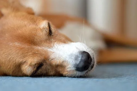 Dog sleeping Stock Photos