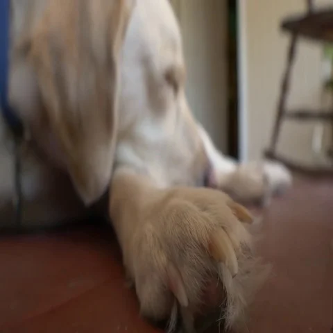 Dog Sleeping on Porch, Shallow Depth of Field, 4K Stock Footage 69523801