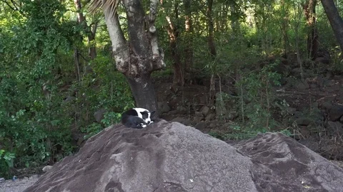 A Dog Sleeping On The Rock Stock Footage 126018973
