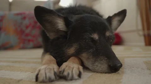 Dog Sleeping on a Rug Video stock 149860695
