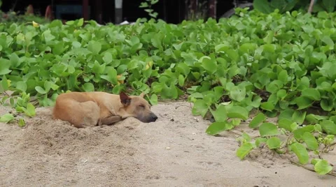 Dog is sleeping on the sand Stock Footage 57289064