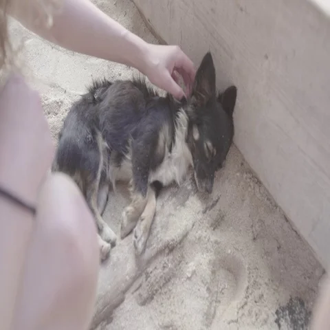 Dog Sleeping in Sand Stock Footage 69699638