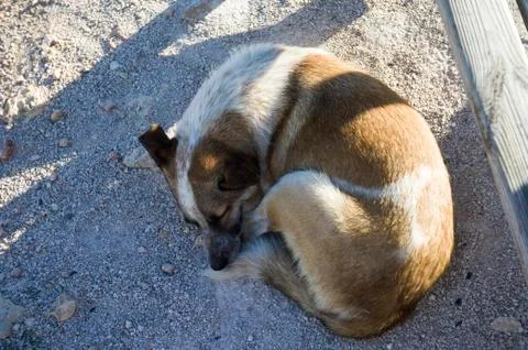 Dog sleeping in the shadow, Photos
