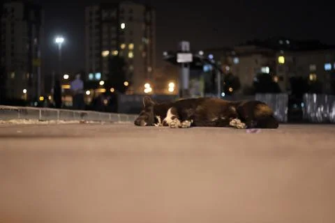 Dog Sleeping on Sidewalk Stock Photos