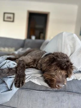 Dog sleeping on sofa bed Stock Photos